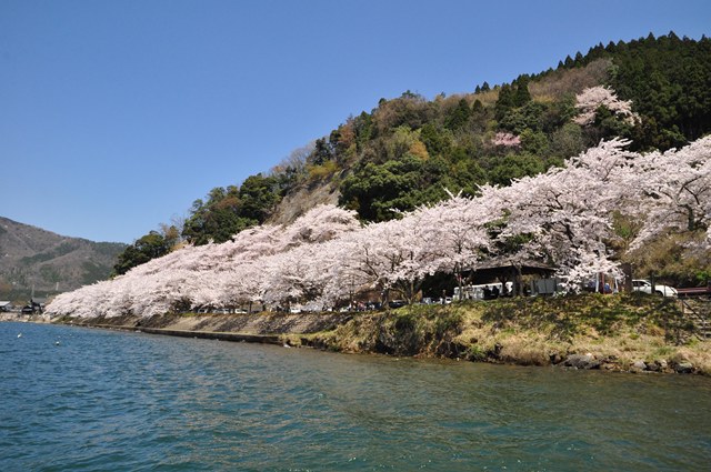 【名古屋駅発】＊日帰り昼食付＊滋賀　桜色に染まる湖　『海津大崎桜クルーズ』