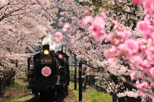 お花見