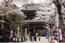 【名古屋駅発】＊日帰り昼食付＊『根尾谷淡墨桜と谷汲山華厳寺』
