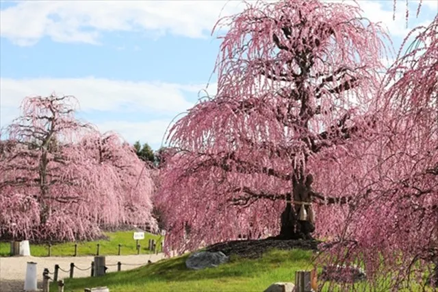 【名古屋駅発】＊日帰り＊鈴鹿の森庭園「しだれ梅まつり」と老舗のうなぎ屋うな勢の「選べるうなぎランチ」