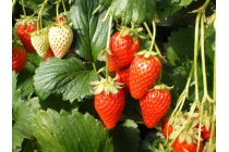 【名古屋駅発】＊日帰り昼食付き＊『久能山石垣いちご狩りと富士山清水みなとクルーズ』