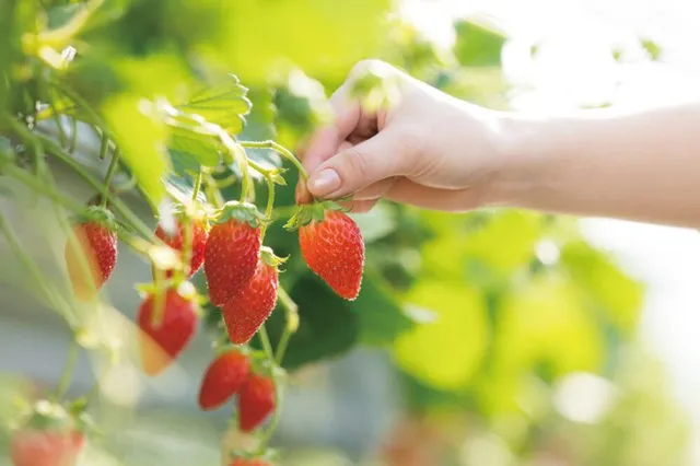 【名古屋駅発】＊日帰り昼食付＊『蒲郡いちご狩りと２０２６年めでたい旅』