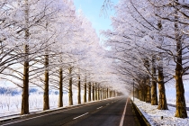 【名古屋駅発】＊日帰り昼食付＊凛とした冬の絶景へ！！『メタセコイア並木と三方五湖レインボーライン』