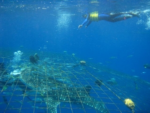 Snorkeling with Whale Sharks