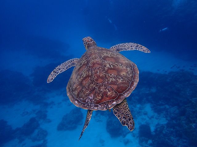 慶良間群島2景點浮潛方案