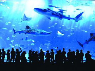 ＼事前クレジットカード決済／★たっぷり水族館で遊ぼう！日帰りバスツアー