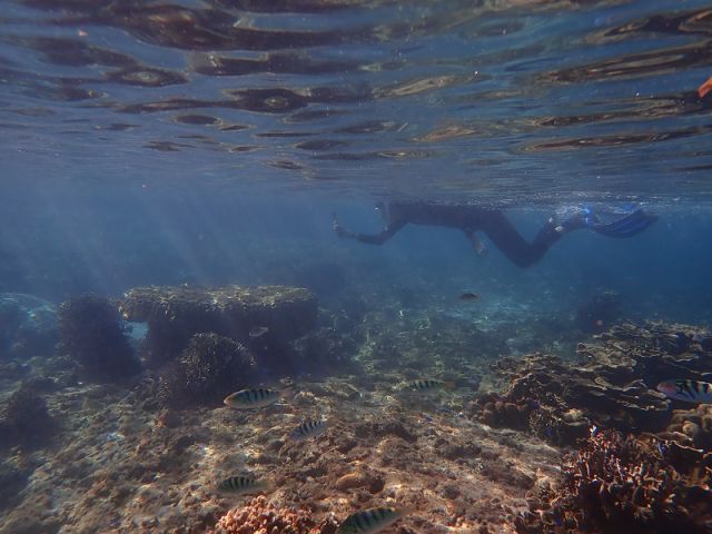 沖縄 沖縄県 那覇 本島南部 シュノーケリング 海で遊ぶ のアウトドアやレジャー 体験ツアー 旅プラスワン