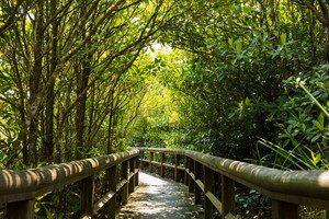 【1DAY　BUS TOUR/那覇市内出発】いざやんばるへ！クイナの森とマングローブ林・大石林山を巡る、 やんばる国立公園自然満喫コース＜Cコース＞