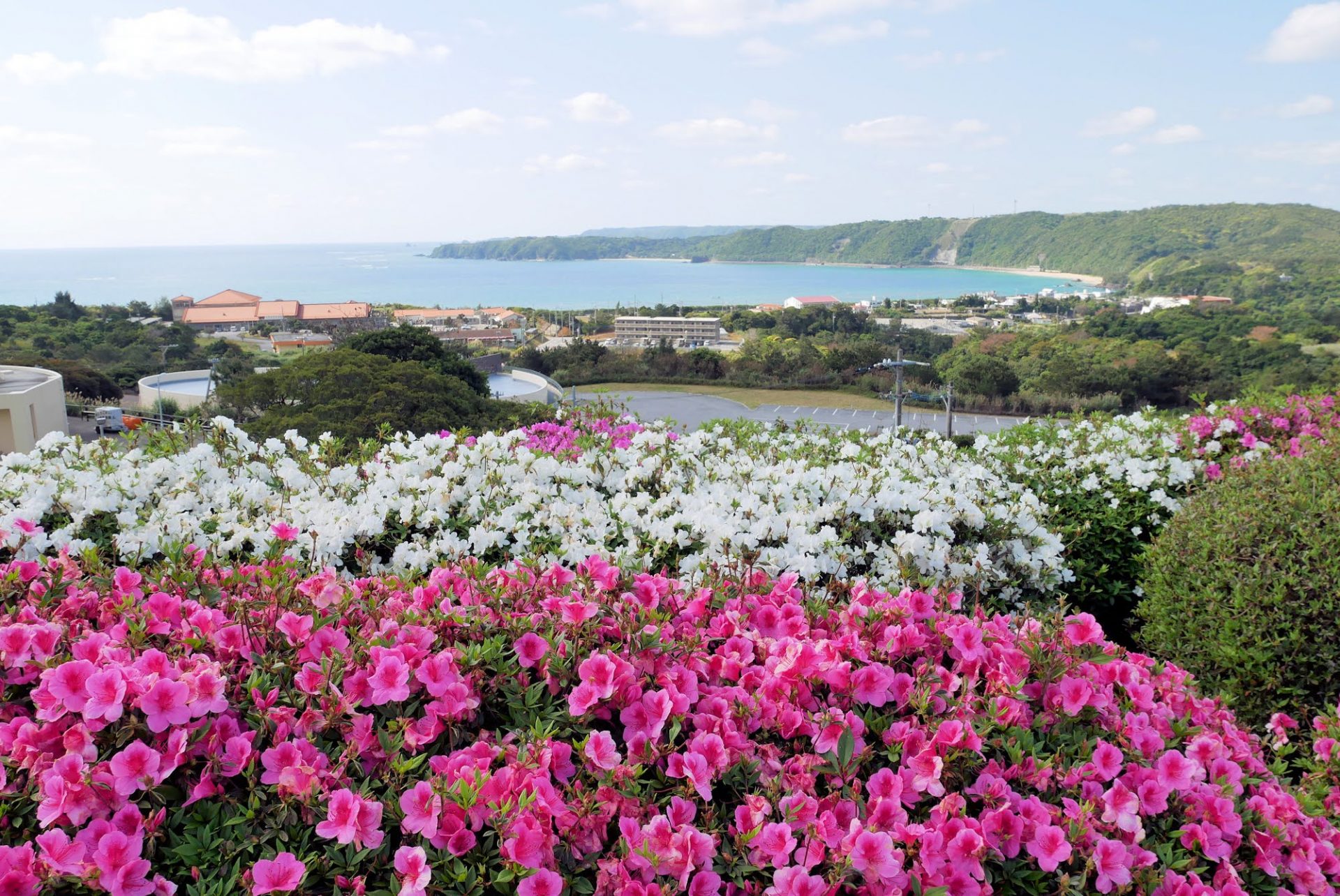 【1DAY　BUS TOUR/那覇市内出発】～春到来！一足早い沖縄の花を愛でよう♪～やんばる花巡りツアー＜Eコース＞