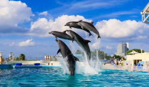 Okinawa Churaumi Aquarium