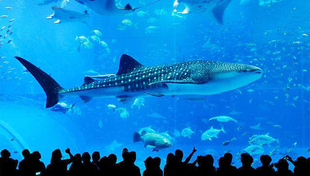 沖縄美ら海水族館