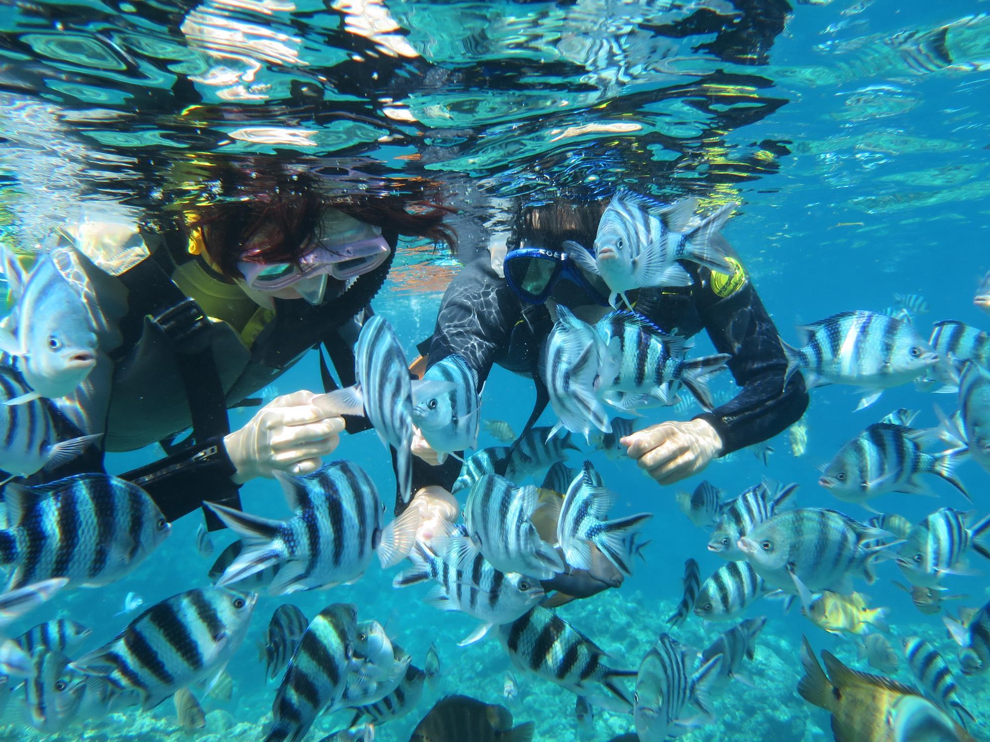 Blue Cave Snorkeling in Okinawa. 【Chartered Plan】