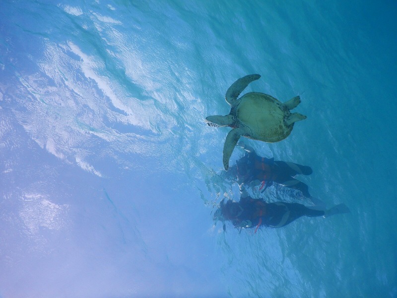 Miyakojima Snorkeling with Sea Turtles Tour