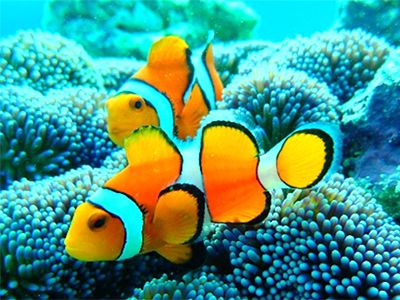 【小浜島発着】　幻の島上陸＆体験ダイビング　半日コース【小浜１】