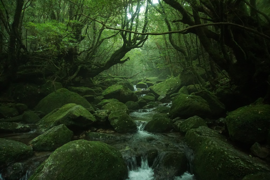 白谷雲水峡トレッキング