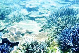 【伊良部島】サンゴ畑シュノーケリングツアー