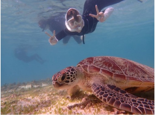 ウミガメ＆熱帯魚　シュノーケリング満喫プラン