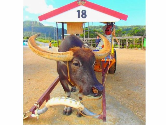 【世界遺産 西表島・1日】マングローブSUP(サップ)＆秘境パワースポット巡り＆由布島観光【写真データ無料】