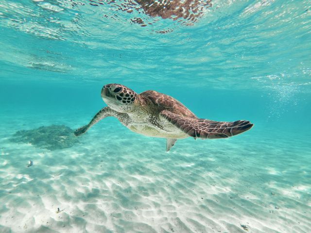 ウミガメシュノーケリングツアー