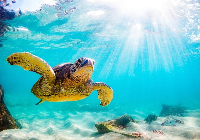 【小浜発着】幻の島＋石西礁湖サンゴ礁＆ウミガメシュノーケリング　当日予約OK＜小浜島ホテル送迎／選べる2便／2歳以下無料＞