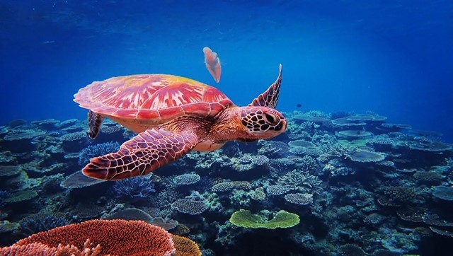 【石垣発→小浜着】幻の島＋石西礁湖サンゴ礁＆ウミガメシュノーケリング　半日小浜観光もOKのフェリーチケット付きプラン