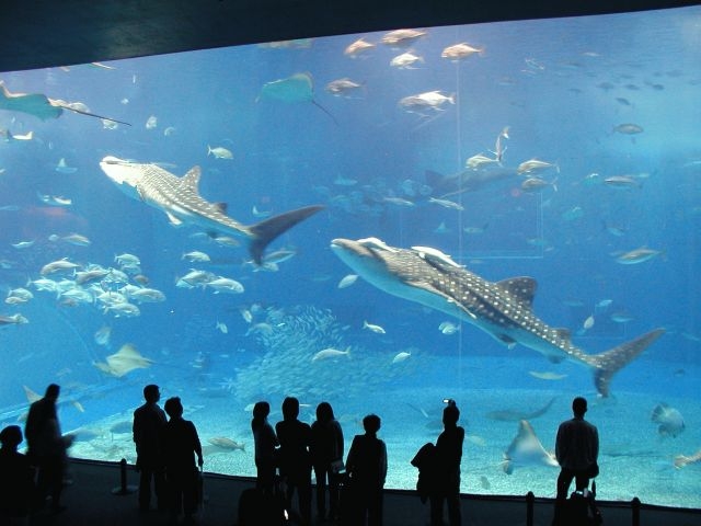 沖縄北部2大人気観光地♪美ら海水族館＆古宇利島！観光タクシーで楽々プラン♪