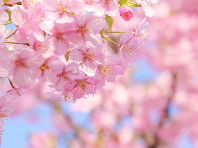 旧朝香宮邸見学＆八芳園河津桜観賞と高輪さんぽ