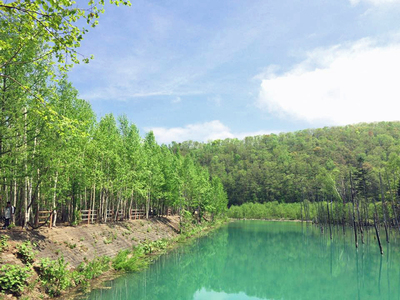 ★HOKKAIDO LOVE!割★~夏のベストシーズン バスガイドと行く!~じっくりファーム富田120分滞在と青い池・四季彩の丘/富良野は選べる観光〔カンパーナ六花亭 または ふらのワイン工場〕