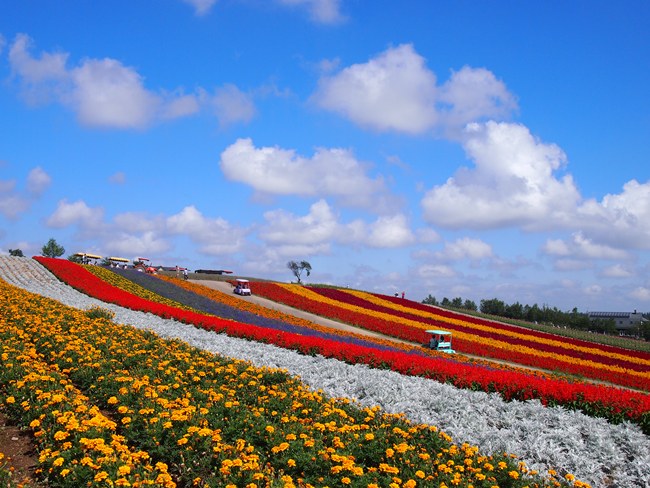 【All-You-Can-Eat Melon】Shikisai-no-Oka & Farm Tomita Fulfilling Day Trip