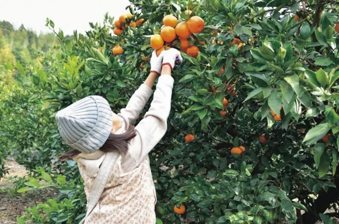 【名古屋駅発】＊日帰り昼食付＊『愛知　炭火手焼三河産うなぎと竹島水族館＆みかん狩り』