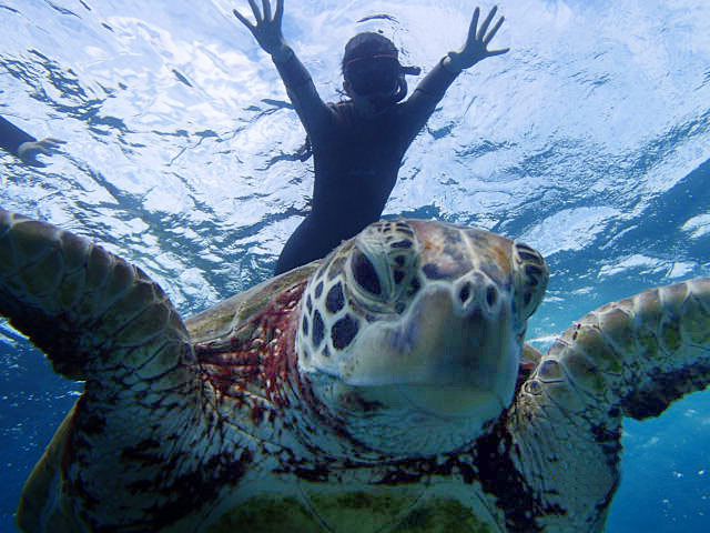 【沖繩宮古島】人氣No.1！ 和海龜一起浮潛