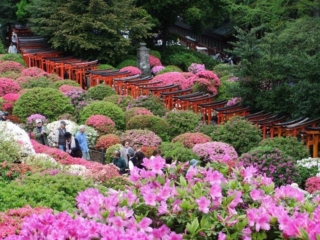 3000株のつつじ 花のお寺の牡丹園と東京一の藤名所 艶やかな3 旅プラスワン 3000株のつつじ 花のお寺の牡丹園と東京一の藤名所 艶やかな3 旅プラスワン