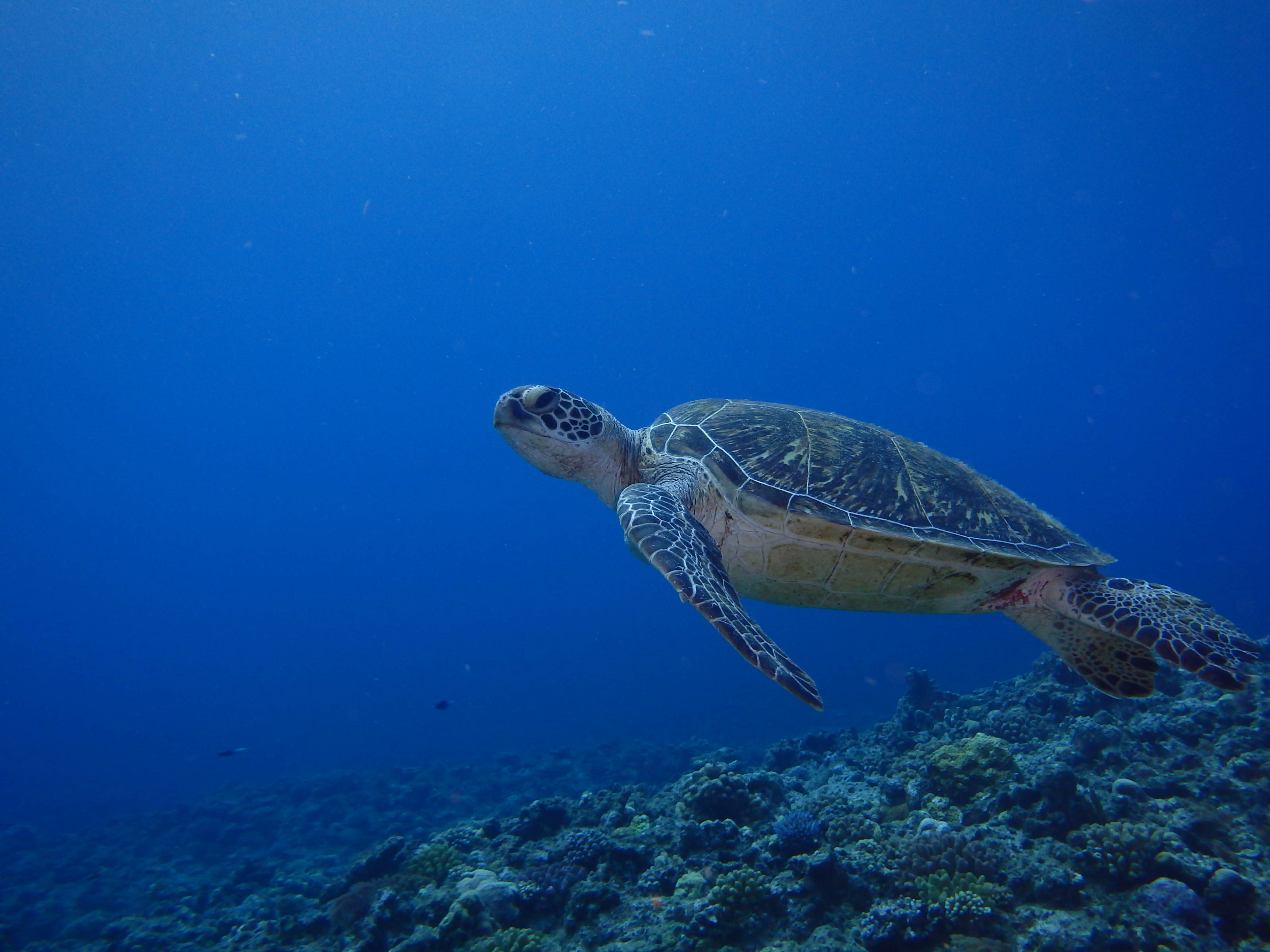 snorkeling and turtle searching at the Kerama islands tour