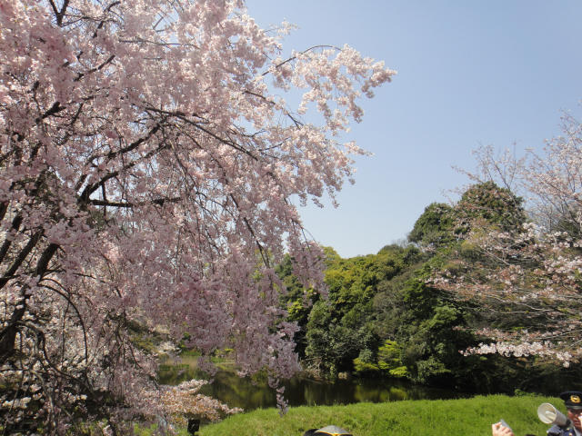 皇居乾通り特別公開と高輪桜まつり＆目黒川桜のトンネル見学＆隅田川千本桜お花見クルーズバスツアー　～春の行楽弁当付～