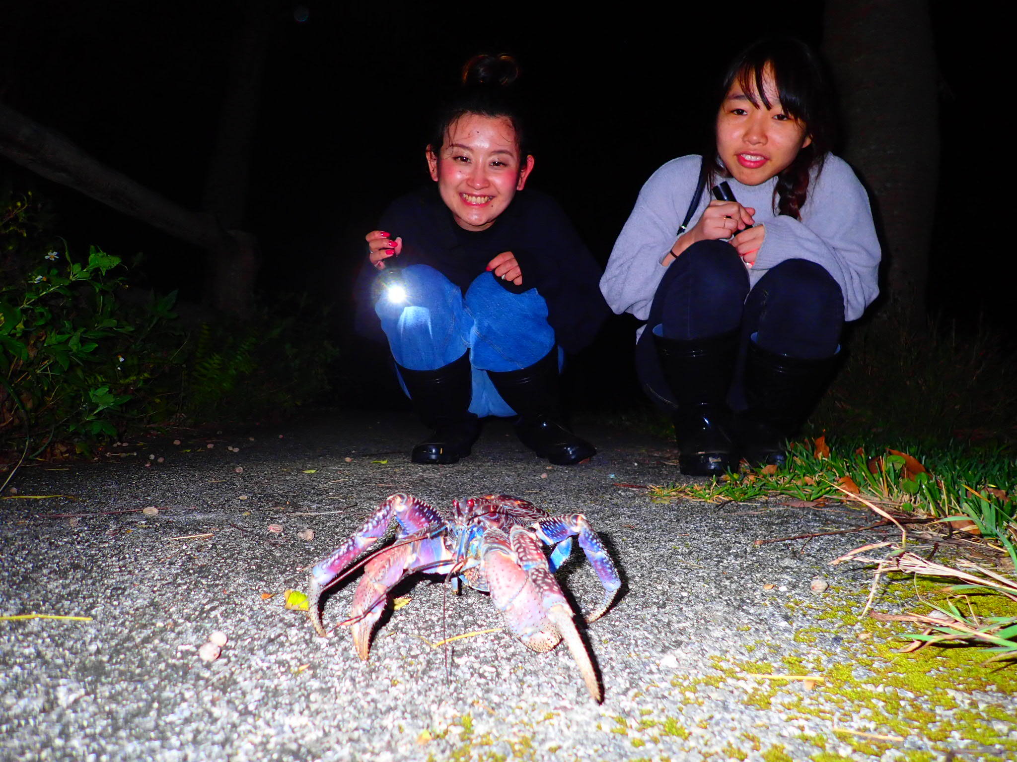 【石垣島/夜】天然のプラネタリウム！夜の石垣島を満喫する人気の星空＆亜熱帯ジャングルナイトツアー【当日予約OK！】