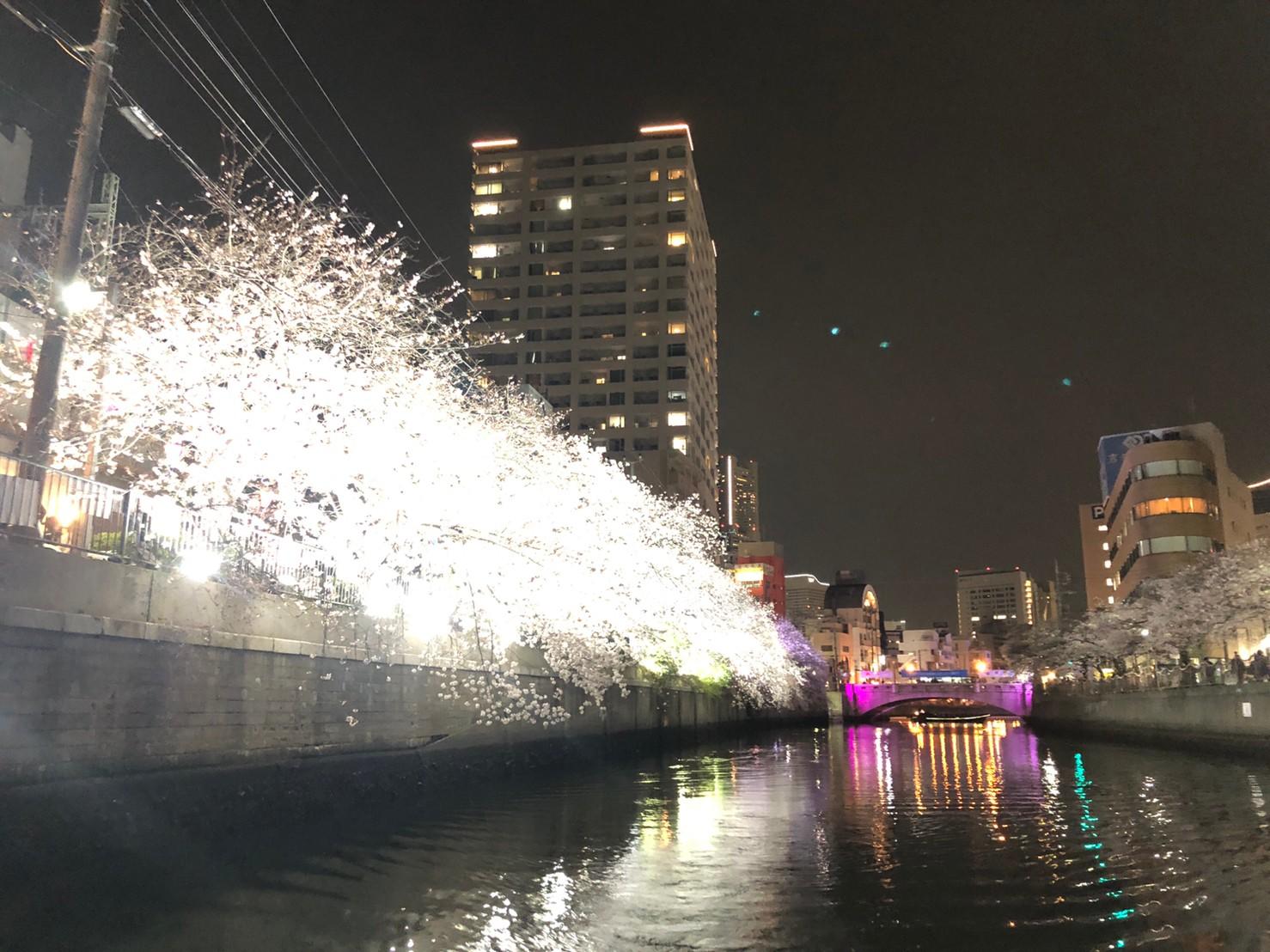 夜桜！2025大岡川お花見貸切りクルージング♪ 2025 Yokohama Night Cherry Blossom Private Cruise  ペットOK⭐︎