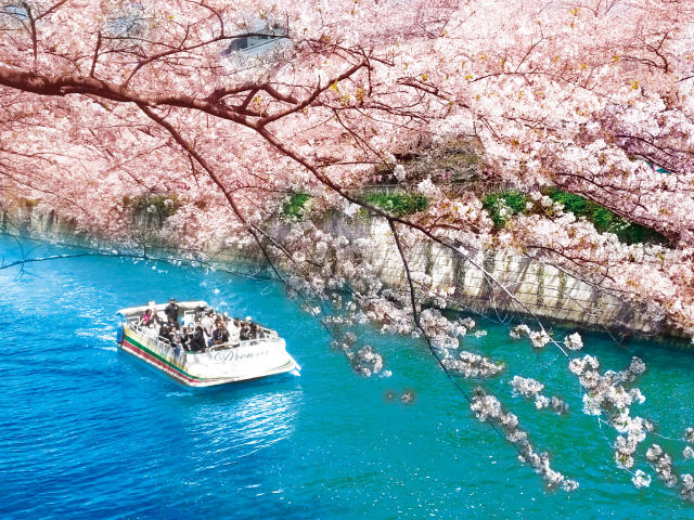 【浜松町駅出発・バスツアー】目黒川桜回廊クルーズ＆ホテル雅叙園東京・約40種ランチビュッフェ