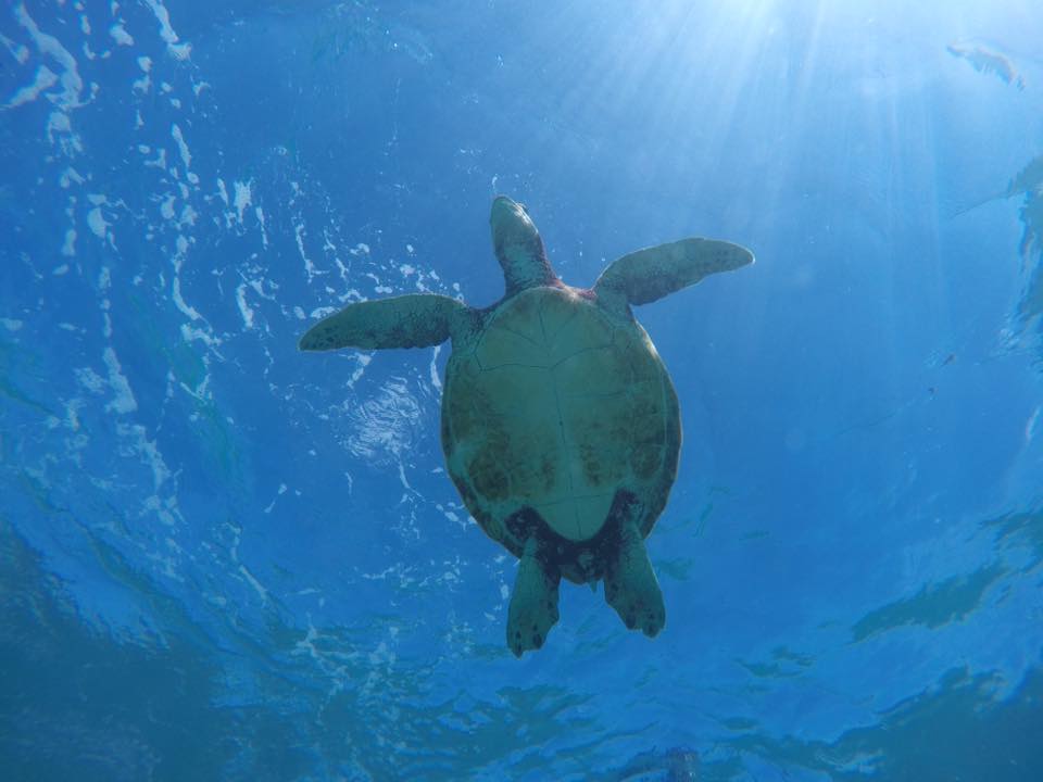 SEA ENJOY