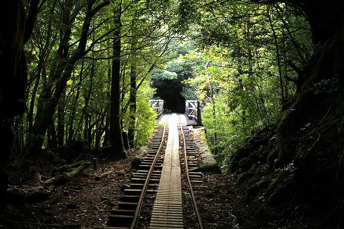 【屋久島・装備レンタル無料】縄文杉トレッキングツアー