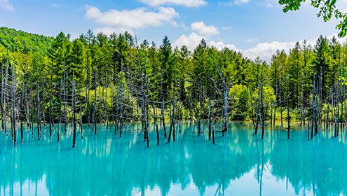 Blue Pond in Biei