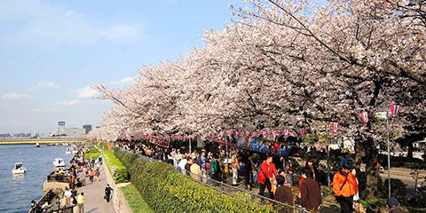 cherry blossom in tokyo