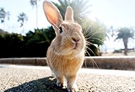 Okunoshima Bus tour