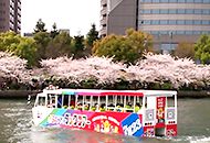 Duck Tour / Cherry blossum