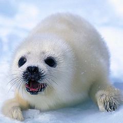 Drift Ice bus tour