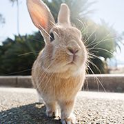 Hiroshima - Takehara - Okunoshima Regular Tour Bus