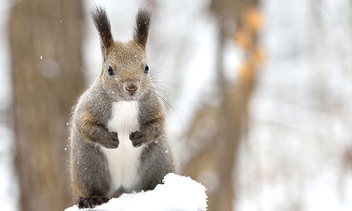 原生林雪鞋健走