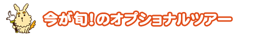 今が旬！のオプショナルツアー