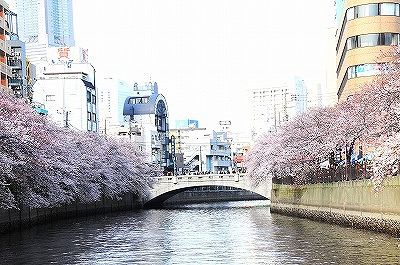 横浜 大岡川お花見クルーズ特集21 旅プラスワン 横浜 大岡川お花見クルーズ特集21 旅プラスワン