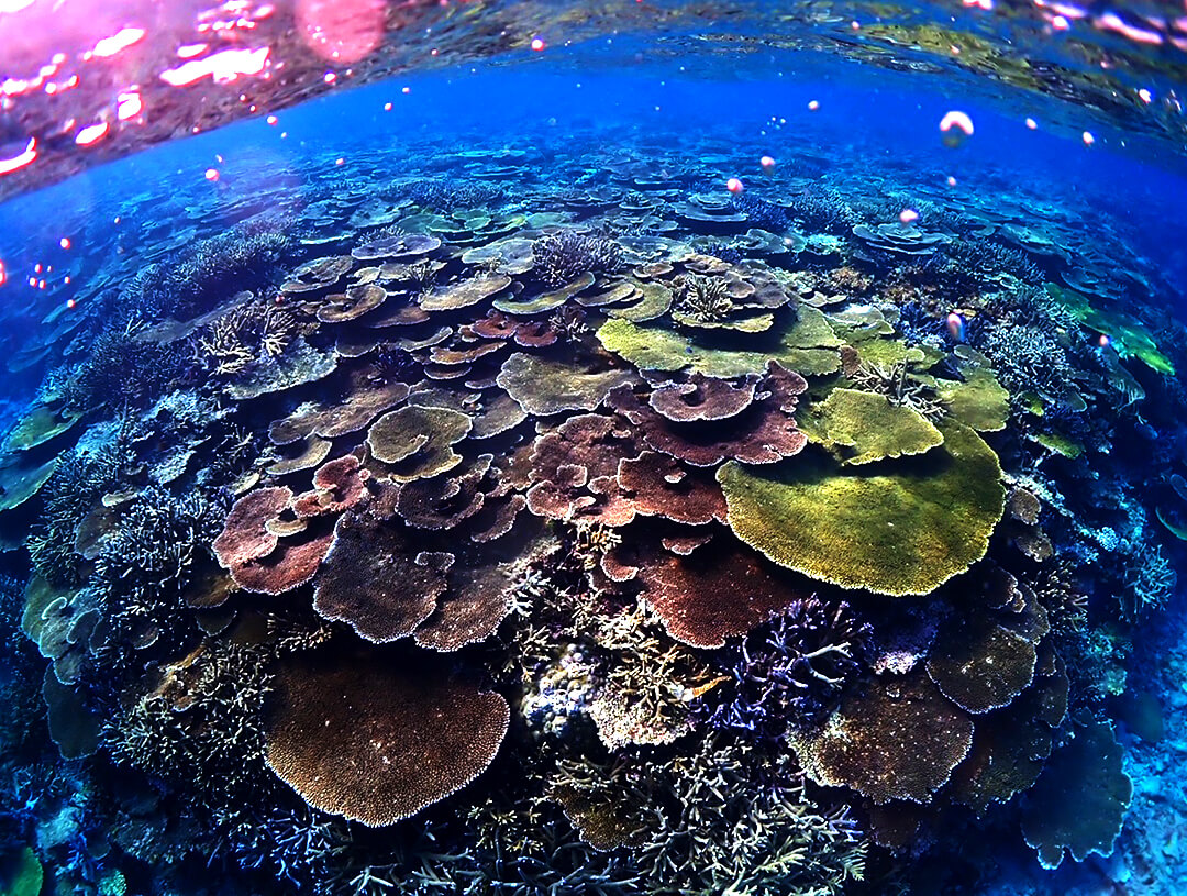 絶景 感動 宮古島シュノーケリングツア 旅プラスワン