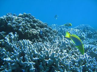 【瀬底島】or【古宇利島】体験ポイントをチョイス！パラセール＆恋島 体験ダイビング